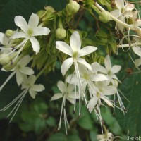 Clerodendrum infortunatum L.
